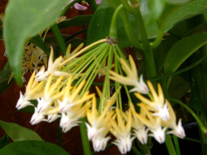 �z���E�����`�t�����iHoya multiflora�j